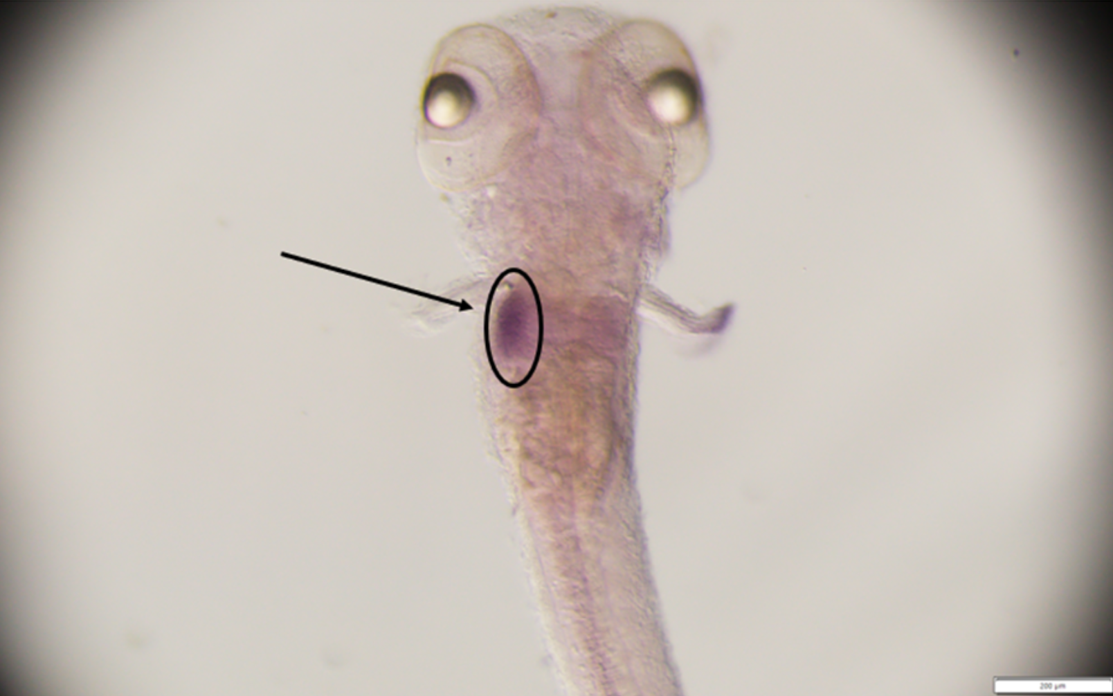 Liver enzyme transcripts in 4 days post fertilization larva